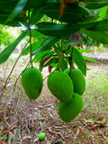 Premium Mango Combo Box (Imam Pasand + Banganapalli) 5kg