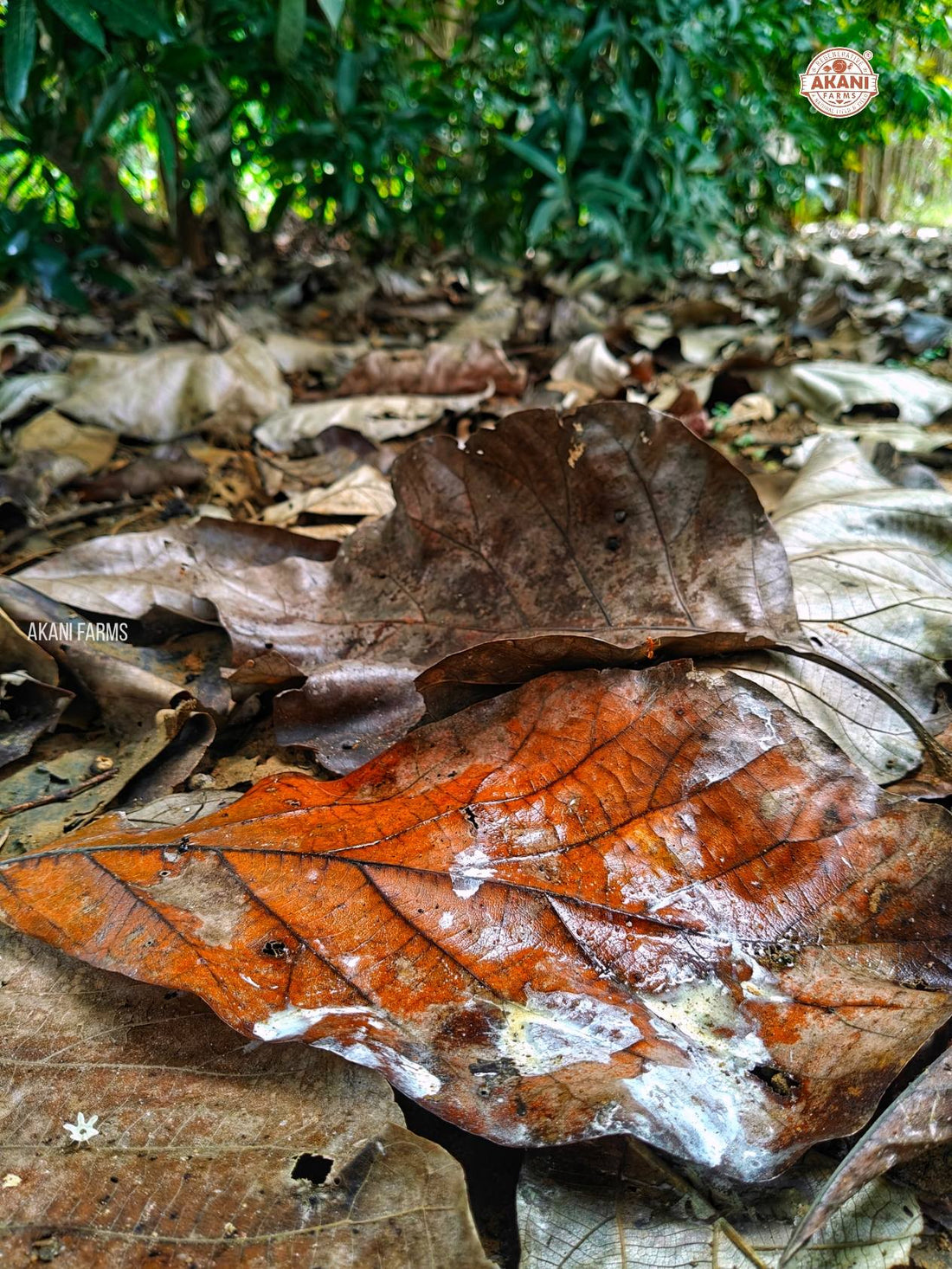 Nature's Recyclers: The Hidden Magic at Akani Farms