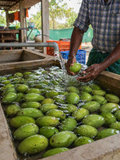 Premium Mango Combo Box (Imam Pasand + Banganapalli) 5kg
