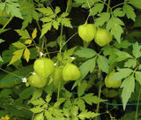 Mudakaruthan Powder